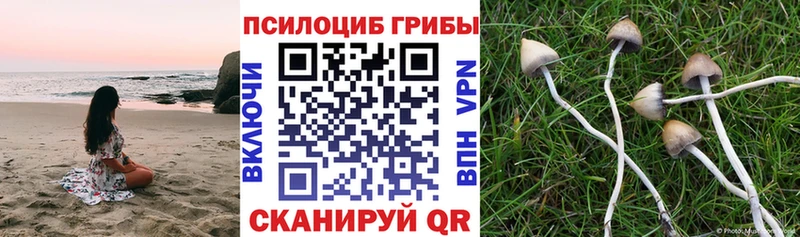закладка Усолье Псилоцибиновые грибы Magic Shrooms